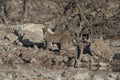 Leopard at a waterhole in Etosha National Park