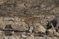 Leopard at a waterhole in Etosha National Park