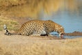 Leopard at waterhole