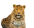 leopard isolated on a white background Royalty Free Stock Photo