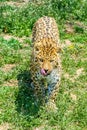 Leopard. Wild big cat. Royalty Free Stock Photo