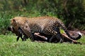 Leopard with wildebeest prey, Masai Mara