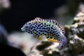 Leopard Wrasse - Macropharyngodon meleagris Royalty Free Stock Photo