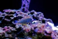 Leopard Wrasse - Macropharyngodon meleagris Royalty Free Stock Photo