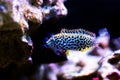 Leopard Wrasse - Macropharyngodon meleagris Royalty Free Stock Photo