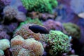 Leopard wrasse in Reef Aquarium