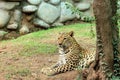 Leopard & x28; Panthera Pardus & x29; lying on the ground