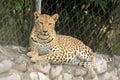 leopard & x28;Panthera Pardus& x29; resting on cage wall portrait Royalty Free Stock Photo