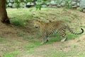 leopard & x28;Panthera Pardus& x29; standing full body portrait in nature Royalty Free Stock Photo