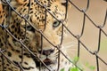 leopard & x28;Panthera Pardus& x29; staring eyes cage portrait Royalty Free Stock Photo