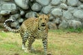 leopard & x28;Panthera Pardus& x29; staring portrait in nature Royalty Free Stock Photo