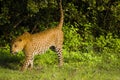 Leopard at Yala National Park , Sri Lanka