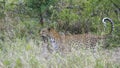 Leopard in Yala national park, Sri Lanka