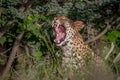Leopard yawning in the bushes. Royalty Free Stock Photo