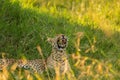 Leopard yawning in the long grass