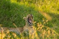 Leopard yawning in the long grass Royalty Free Stock Photo