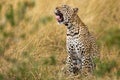 Leopard Yawning Royalty Free Stock Photo