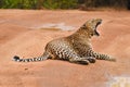 A leopard yawning sleeping on the road