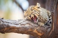 leopard yawning on a tree with mouth wide open Royalty Free Stock Photo
