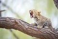 leopard yawning on a tree with mouth wide open