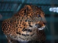 Leopard yellow looking to left portrait