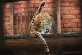 A Leopard In A Zoo Is Licking Its Legs And Body Parts To Cleanup Royalty Free Stock Photo