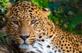 Leopardess Royalty Free Stock Photo