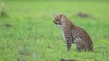 Leopardess in field of green Royalty Free Stock Photo