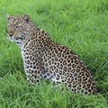 Leopardess sitting in grass