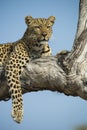 Leopardess in tree