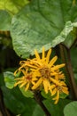 Summer ragwort Ligularia dentata Othello, yellow flowers