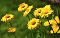 Leopards Bane (Amica montana)