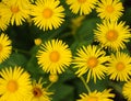 Leopards bane background Royalty Free Stock Photo