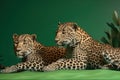 Leopards lies on a rest in the day of Africa on a green background. AI generated.