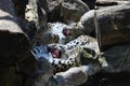 Leopards Panthera pardus saxicolor playing between rocks Royalty Free Stock Photo