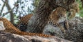 Leopards on a rock. The Female and male of Sri Lankan leopard Panthera pardus kotiya.