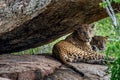 The Female and male of Sri Lankan leopard Panthera pardus kotiya. Royalty Free Stock Photo