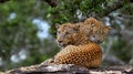 Leopards on a stone. Sri Lankan leopard Panthera pardus kotiya