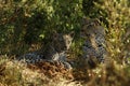 African Leopard Family