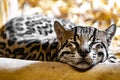 Leopardus pardalis. Ocelot. Close-up portrait.