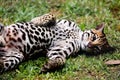 Leopardus pardalis