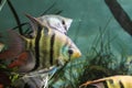 Leopold`s Angelfish Pterophyllum leopoldi Royalty Free Stock Photo