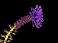 Leopoldia comosa aka Muscari comosum - wild flower Tassel Hyacinth Royalty Free Stock Photo