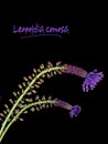Leopoldia comosa aka Muscari comosum - wild flower Royalty Free Stock Photo