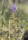 Leopoldia comosa or muscari comosum or tassel grape hyacinth vertical Royalty Free Stock Photo