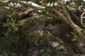 Leoprad and her cubs resting on rocks, Serengeti, Tanzania Royalty Free Stock Photo