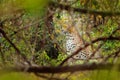 Leoprad hidden in green vegetation. Leopard from Sri Lanka, Panthera pardus kotiya, big spotted cat lying on the tree in the Royalty Free Stock Photo