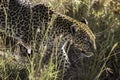 A leoprad Hunting in the Maasai Mara Kenya Africa Royalty Free Stock Photo