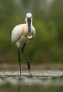 Lepelaar, Eurasian Spoonbill, Platalea leucorodia Royalty Free Stock Photo