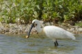 Lepelaar, Eurasian Spoonbill, Platalea leucorodia